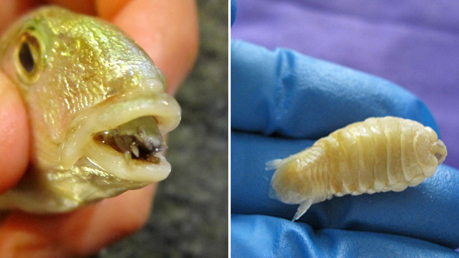 Рыбий язык. Паразитический рачок Cymothoa exigua. Мокрица-паразит Cymothoa exigua.