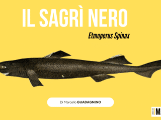 sagri nero