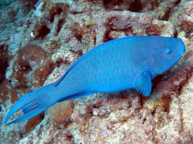 pesce pappagallo blu