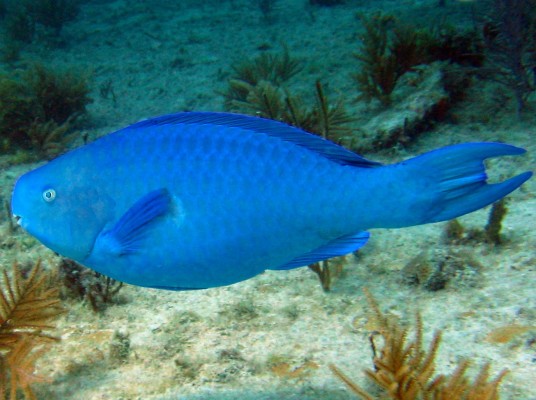 pesce pappagallo blu