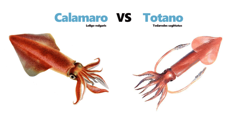 calamaro-totano-differnza-tra-calamari-e-totani