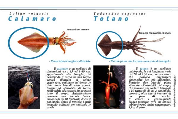 differenza tra totano e calamaro