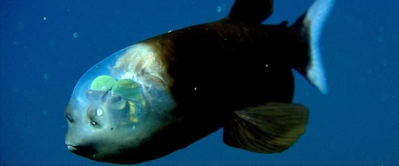 Pesce con testa trasparente e occhi esposti.