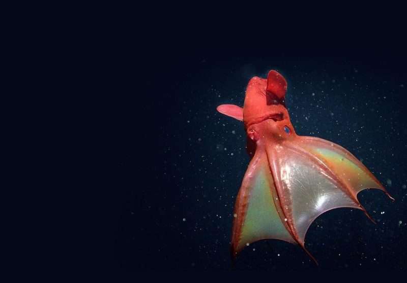 Calamaro vampiro Vampyroteuthis infernalis