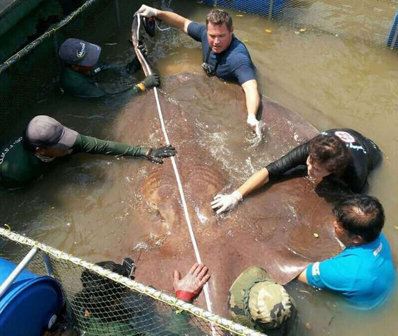 il pesce d’acqua dolce più grande del mondo