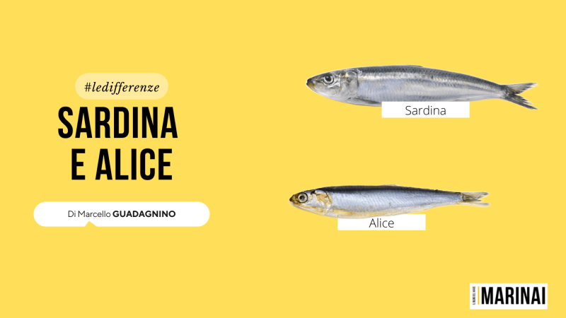 differenza-sardina-alice