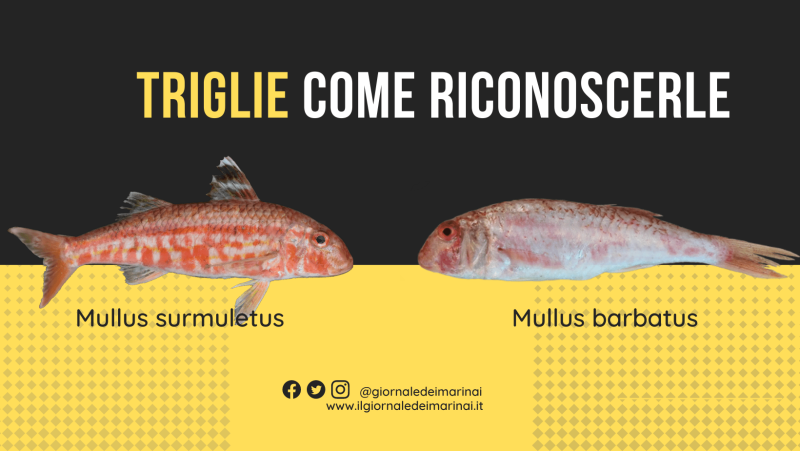 riconoscere le triglie