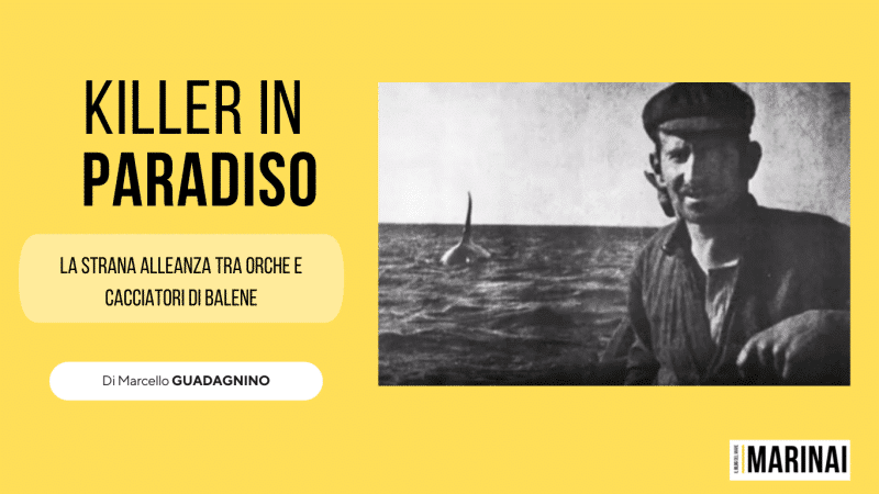 La strana alleanza tra orche e cacciatori di balene