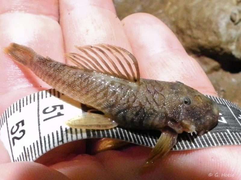 Microps Chaetostoma