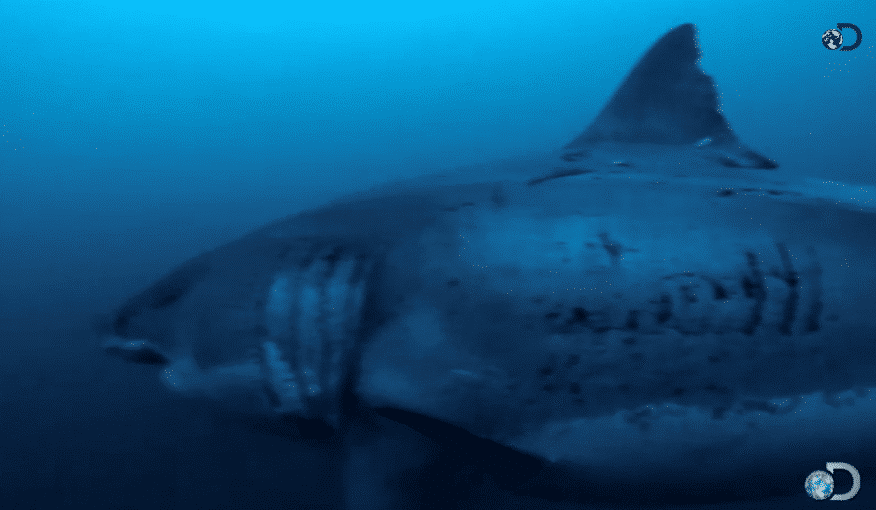 squalo, bianco, più, grande, deep blue, guadalupe, conosciuto, mai visto