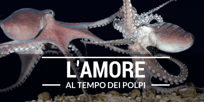 L'AMORE AL TEMPO DEI POLPI