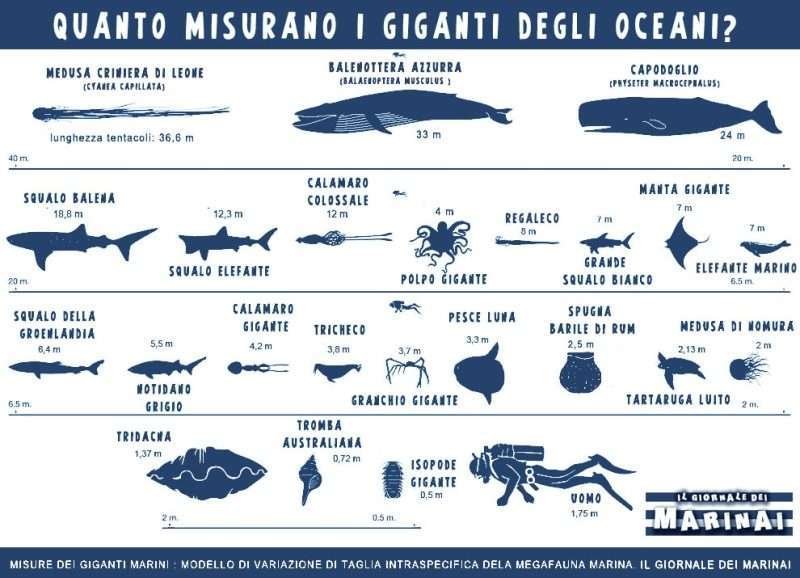 I giganti degli oceani