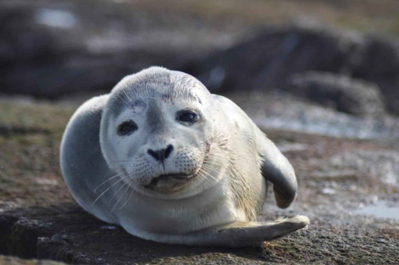 Cinque cuccioli di foca ritrovano la libertà