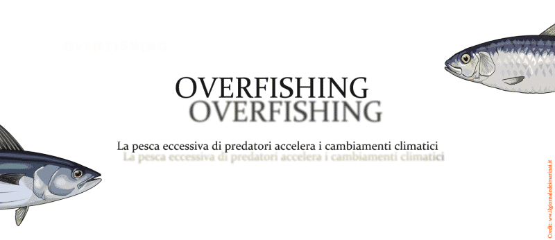 Overfishing dei Top-Predator