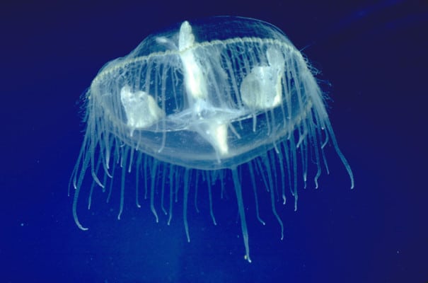 Craspedacusta sowerbii medusa delle alp