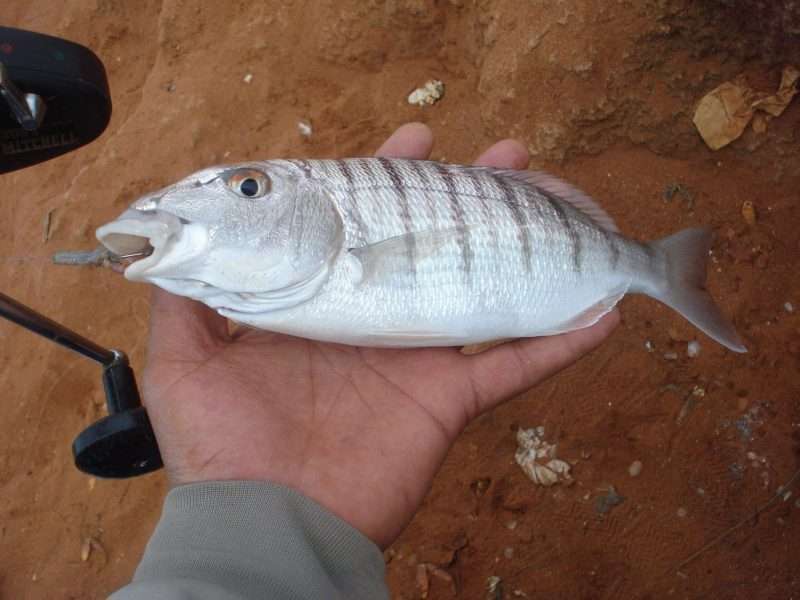 Pesca mormore