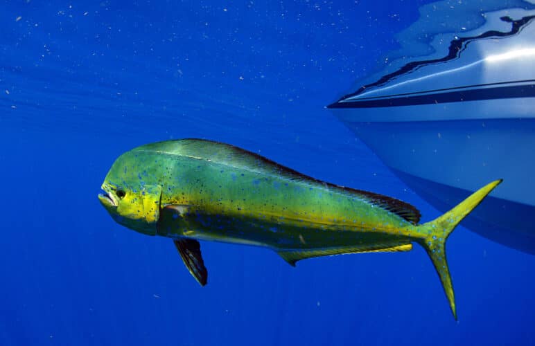 Lampuga, capone ,dolphin,fish,also,known,as,mahi mahi,or,coryphaena,hippurusl