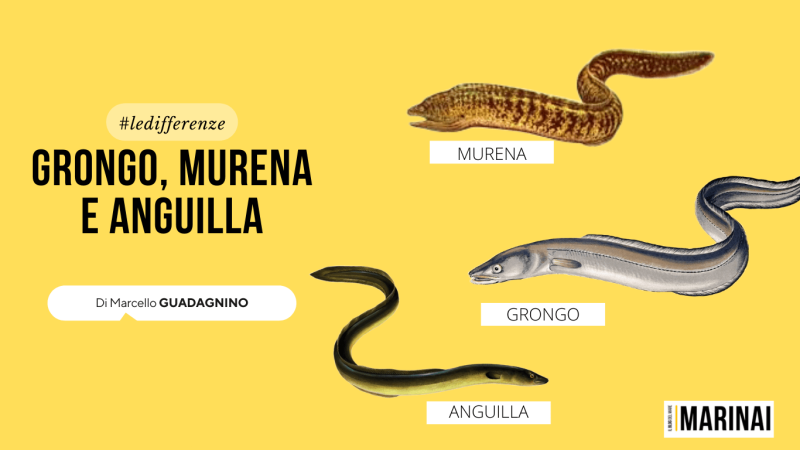 Grongo, murena e anguilla: le differenze