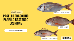 LA DIFFERENZA TRA PAGELLO FRAGOLINO, PAGELLO BASTARDO ED OCCHIONE