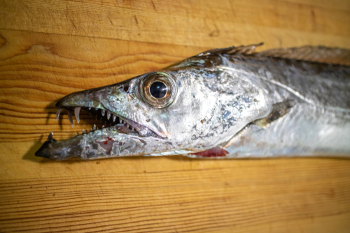 Il pesce spatola o sciabola - Lepidopus caudatus