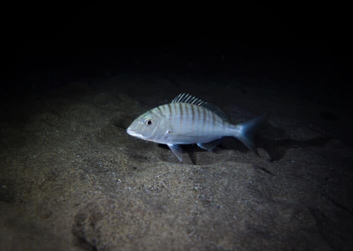 striped,seabream,(lithognathus,mormyrus),taken,during,a,night,dive,at