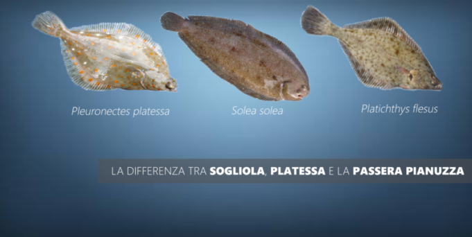 La differenza tra sogliola, platessa e la passera pianuzza