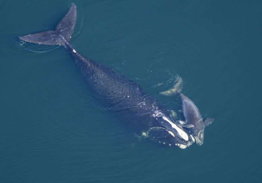 Eubalaena glacialis