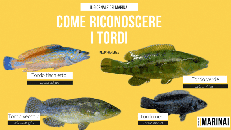 Come riconoscere i tordi