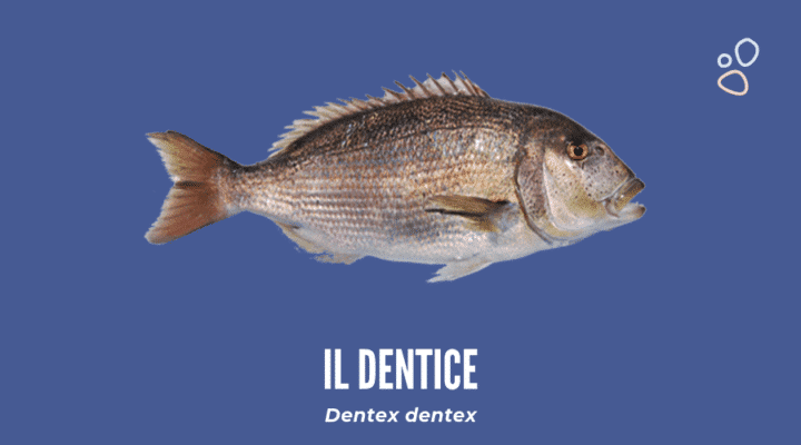 La differenza tra dentice e dentice corazziere | Il ...