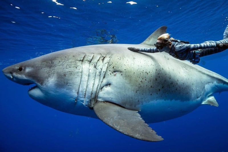 ocean ramsey con deep blue