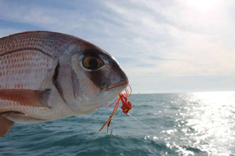 pesca al tenya di un pagro