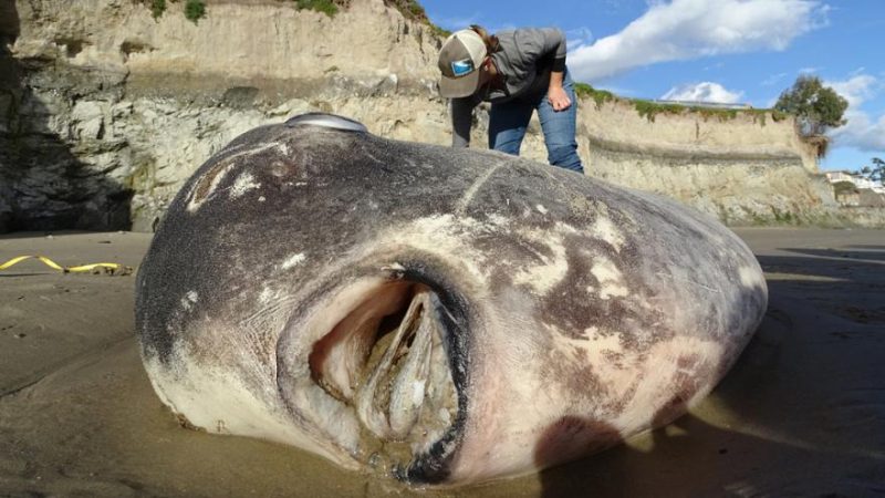 mola tecta pesce luna