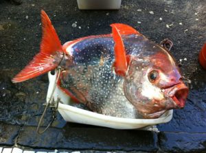 pesce re Lampris guttatus