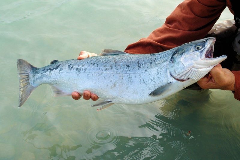 salmone pescato