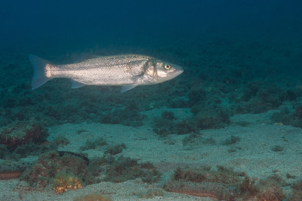 european,bass,(dicentrarchus,labrax),granada,,spain