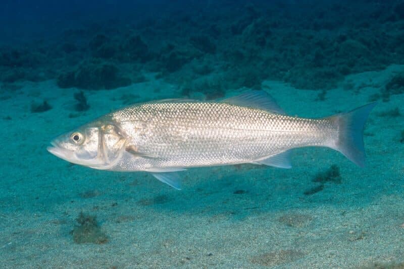 spigola o branzino