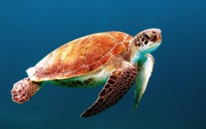 10 curiosità che forse non conoscevate sulle tartarughe marine