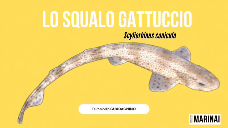 Lo squalo Gattuccio