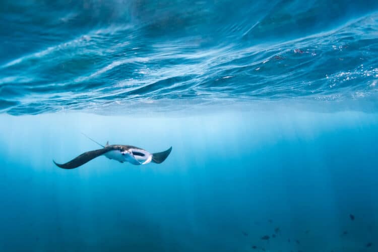 underwater,view,of,hovering,giant,oceanic,manta,ray,(,manta