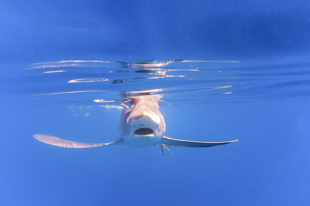 Lo squalo volpe – Alopias vulpinus