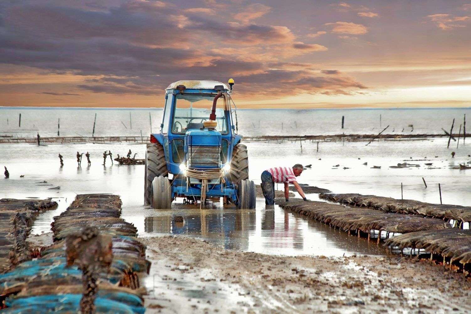 pescatore di ostriche