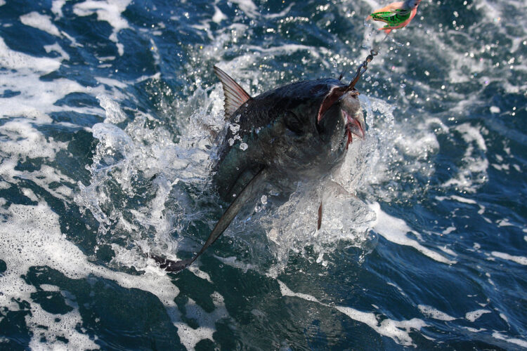 albacore,or,longfin,tuna,,thunnus,alalunga,,caught,off,cape,point,