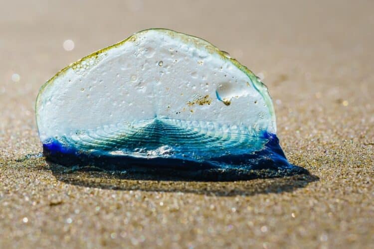 blue,sail,jellyfish,,or,by the wind sailor,,or,velella,velella,,close up,on