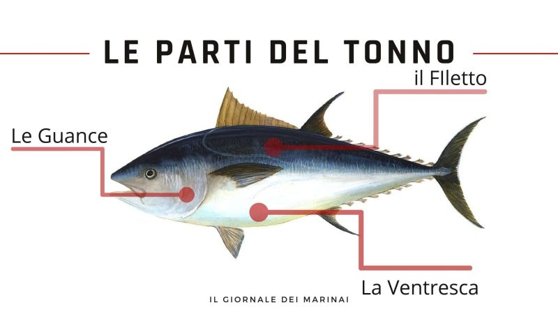 Le parti del tonno