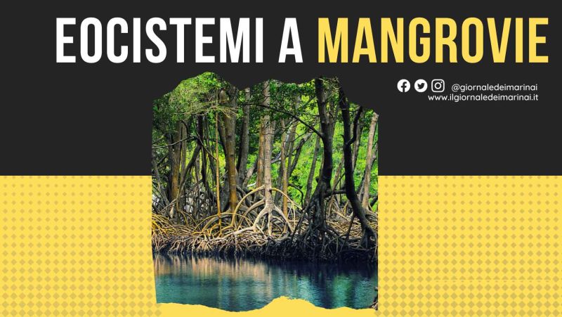 ecosistemi-a-mangrovie