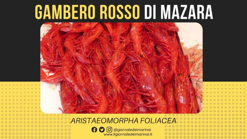 gambero-rosso-mazara