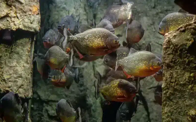 gruppo di piranha