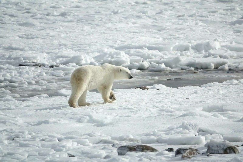 Orso-polare