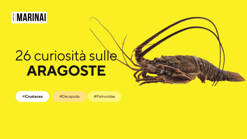 fatti-su-aragosta