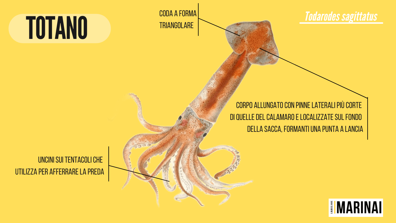 Todarodes sagittatus